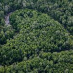 4 Langkah Penting Agar Hutan Bebas Emisi